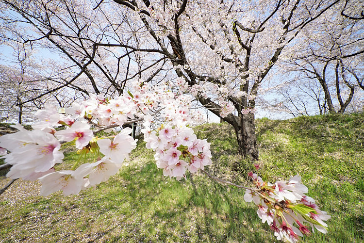 20170416-dsc06115.jpg