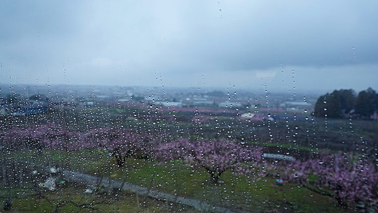 20170417-dsc05929.jpg
