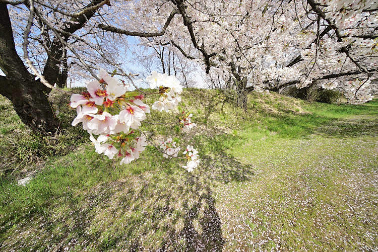 20170420-dsc06052.jpg