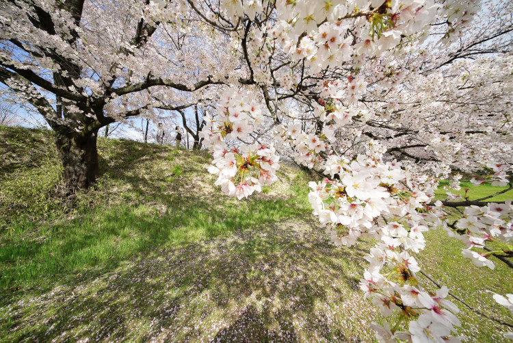 20170420-dsc06056.jpg