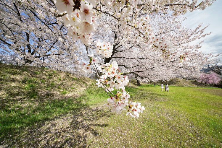 20170420-dsc06061.jpg