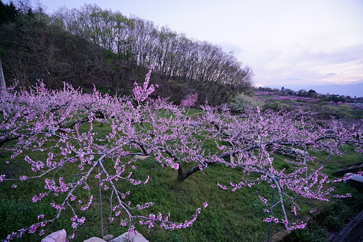 20170420-dsc06337.jpg