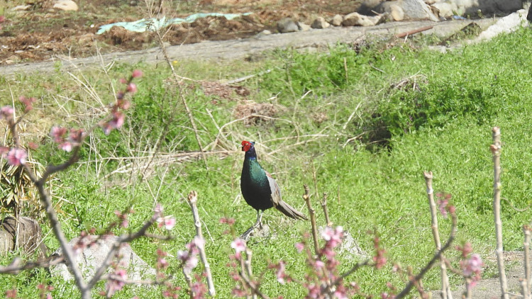 20170421-dscn0686.jpg