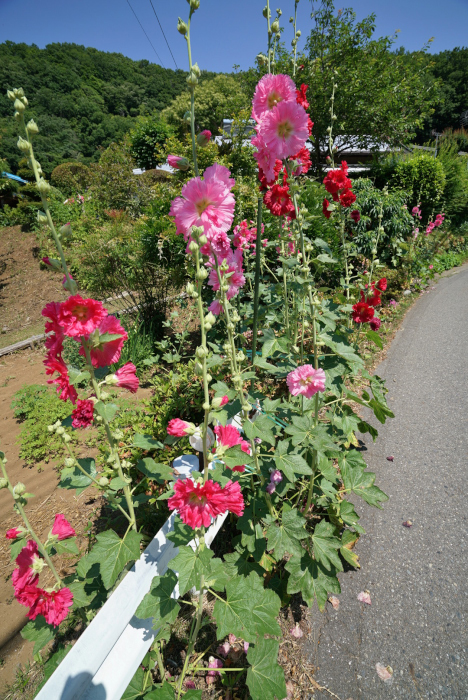 20170708-fylw8724.jpg