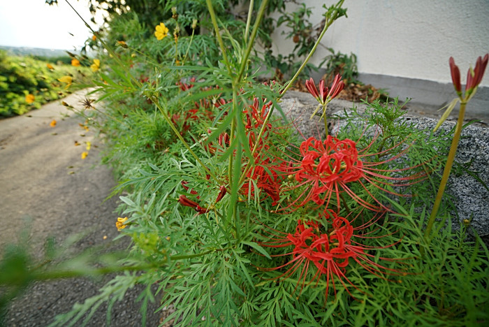 20170915-fullsizerender__8__02.jpg